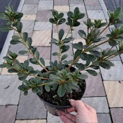 Азалія Fridoline